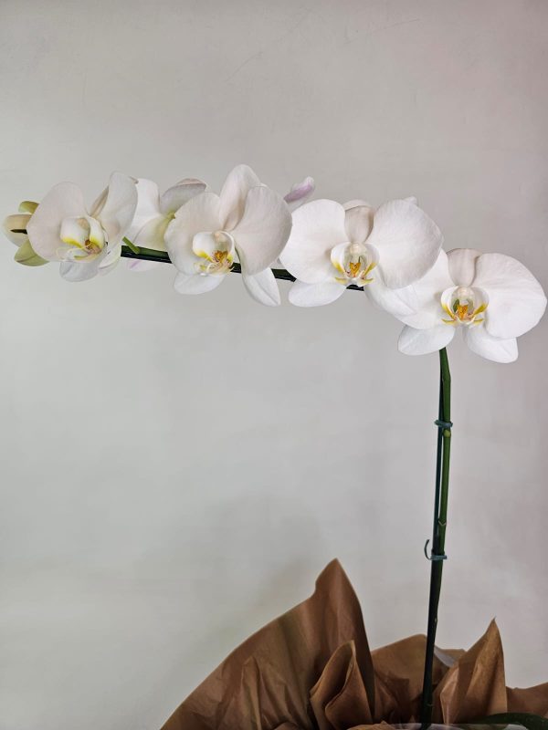 orquidea-branca-phalaenopsis-1-haste presente