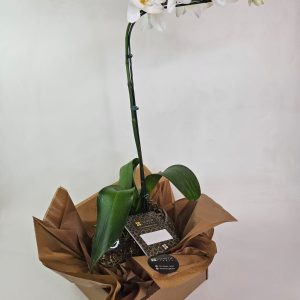 orquidea-branca-phalaenopsis-1-haste