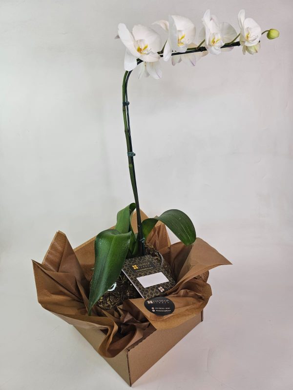 orquidea-branca-phalaenopsis-1-haste